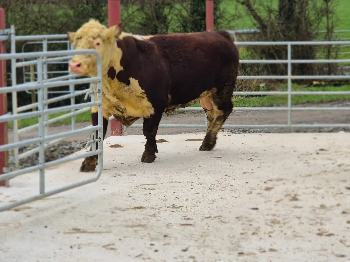 Pedigree Hereford bull - Image 2