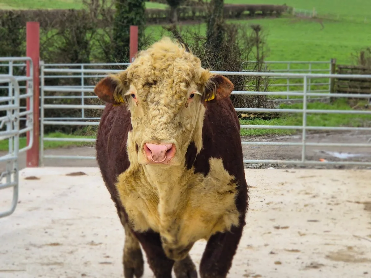 Pedigree Hereford bull - Image 4