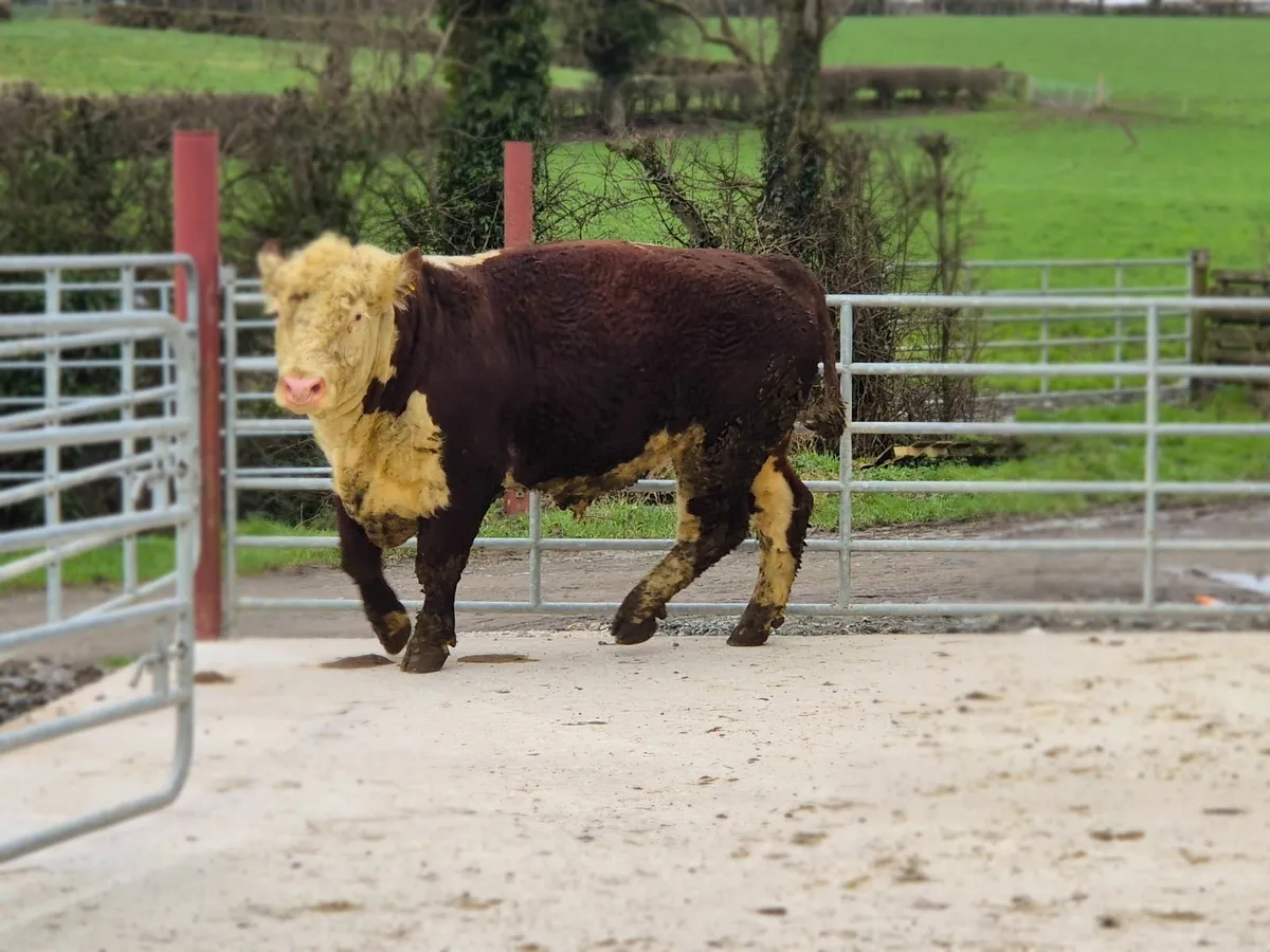 Pedigree Hereford bull - Image 3