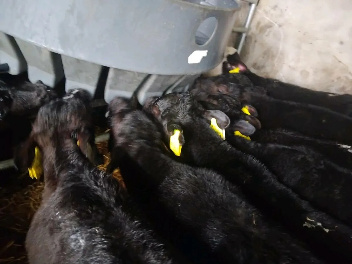 7 Quality Angus Bull Calves - Image 1