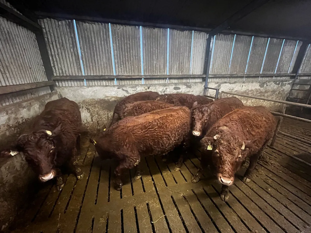 Pbr Saler and saler cross bulling heifers - Image 2