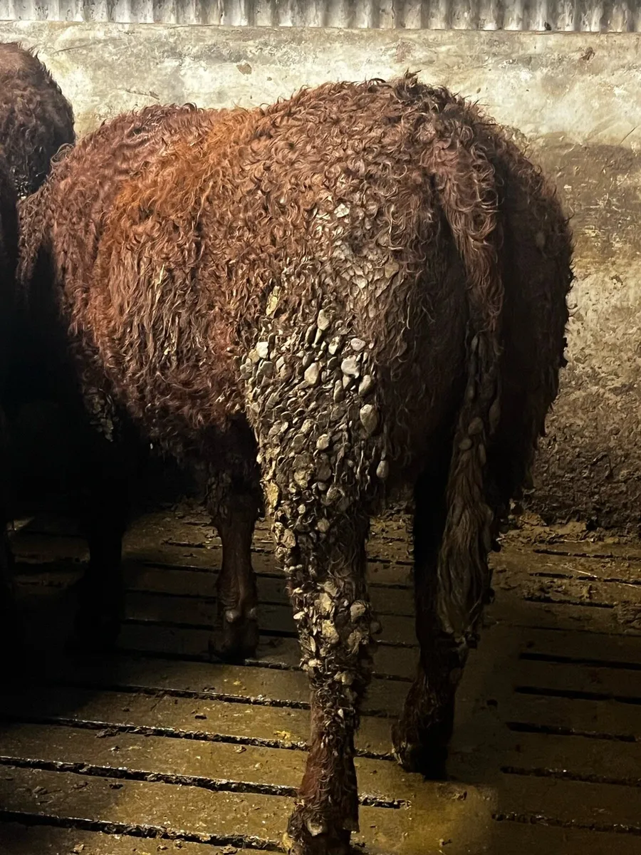 Pbr Saler and saler cross bulling heifers - Image 3