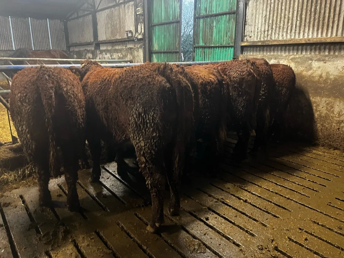 Pbr Saler and saler cross bulling heifers - Image 4