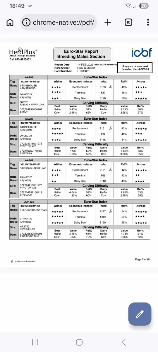 PBR Angus Bulls - Image 2