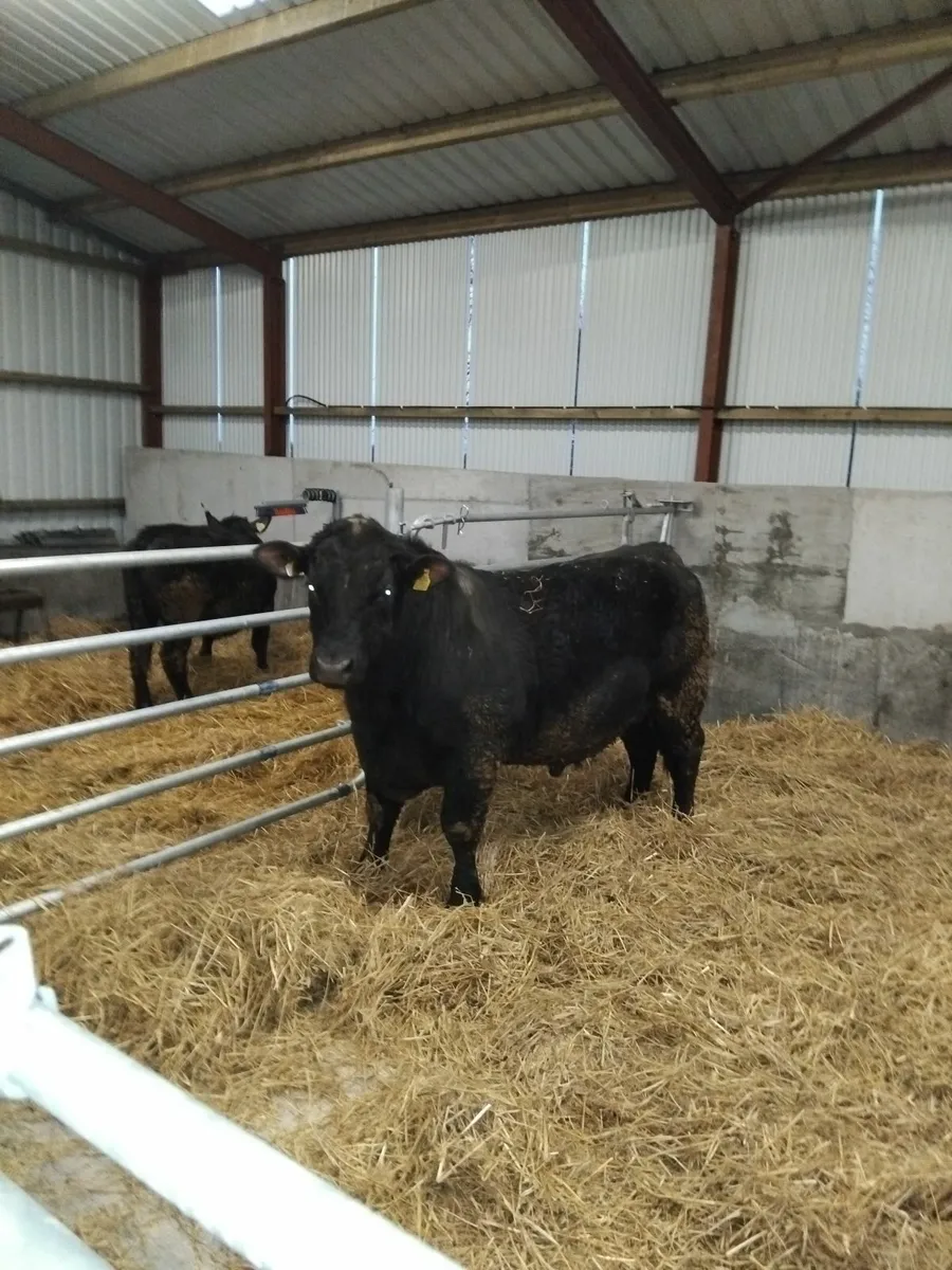 PBR Angus Bulls - Image 1