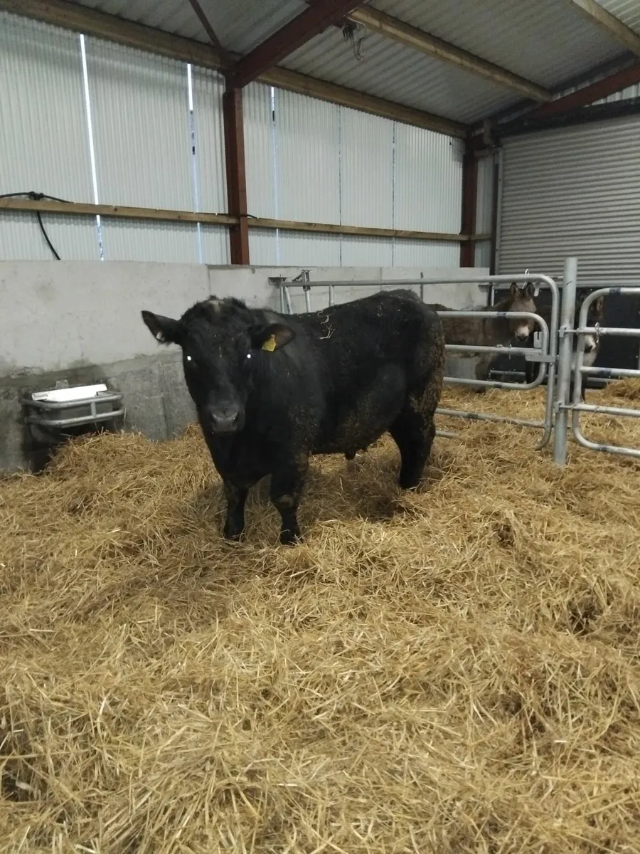 PBR Angus Bulls - Image 3