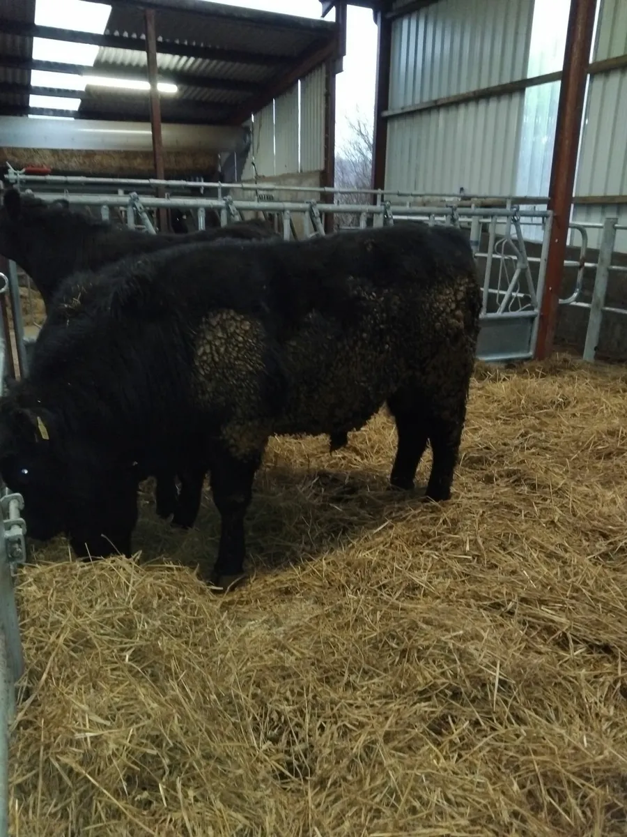 PBR Angus Bulls - Image 4