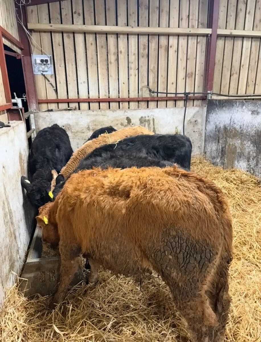 6 super 220kg Weanling bulls for sale - Image 1