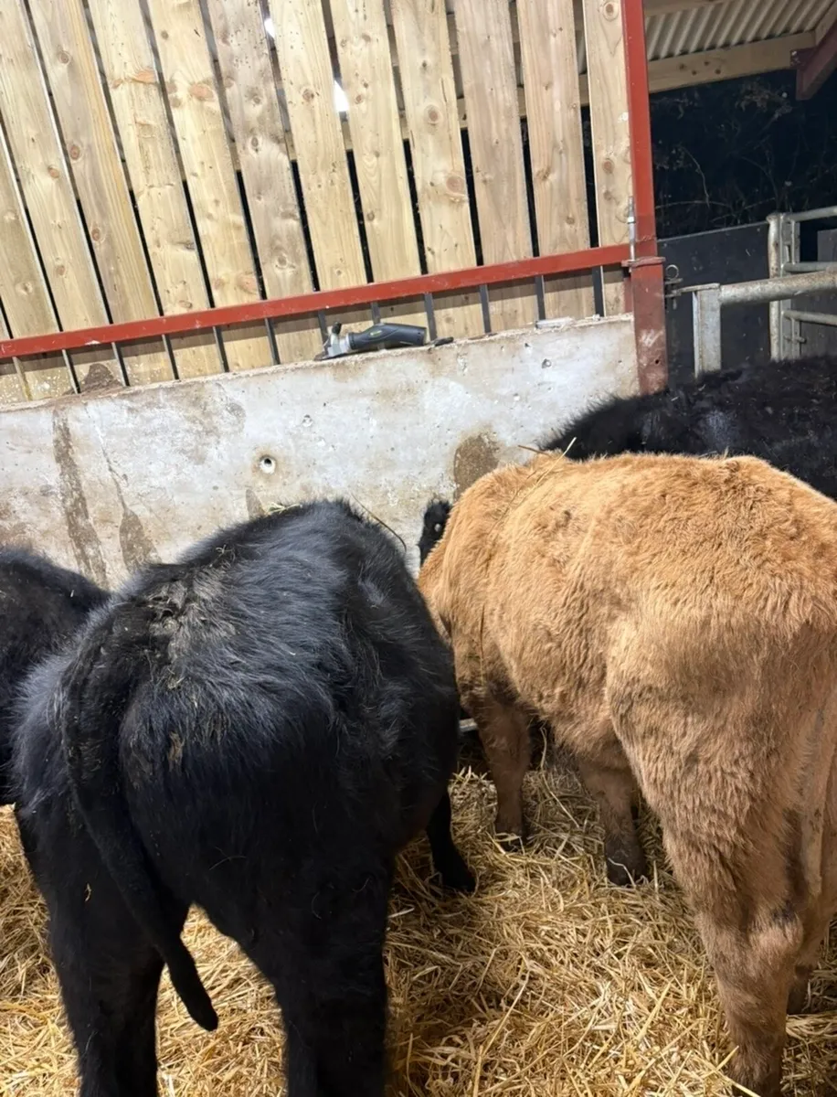 6 super 220kg Weanling bulls for sale - Image 3