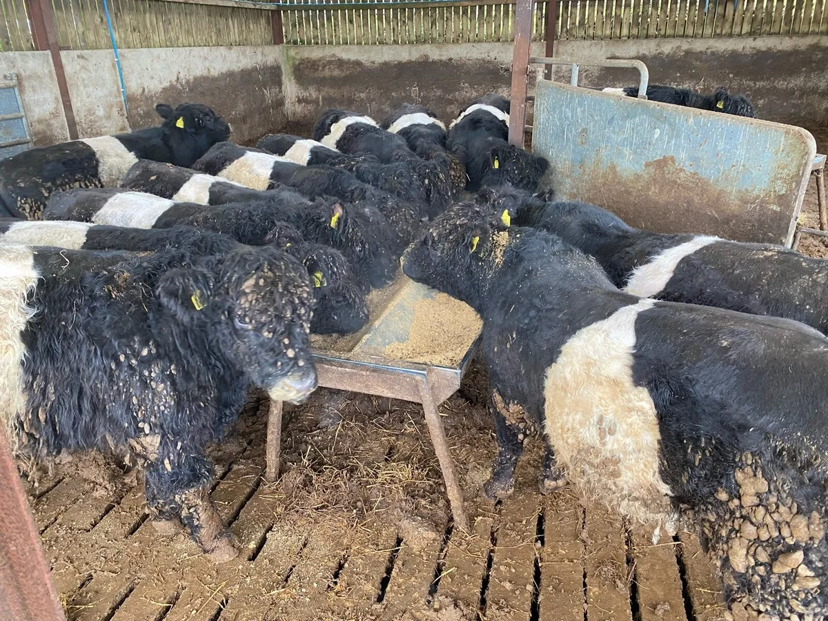 Belted Galloway bulls and bullocks - Image 1