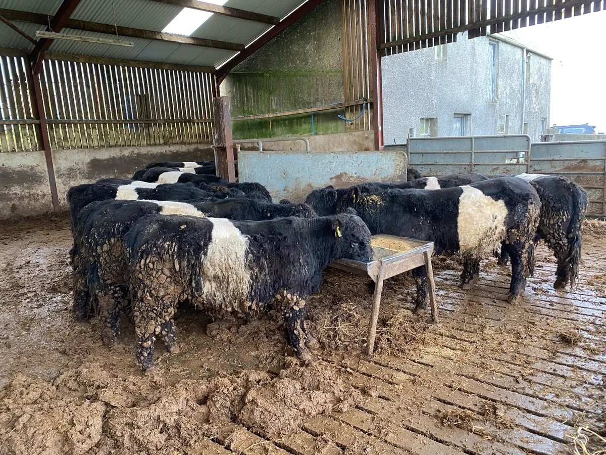 Belted Galloway bulls and bullocks - Image 3