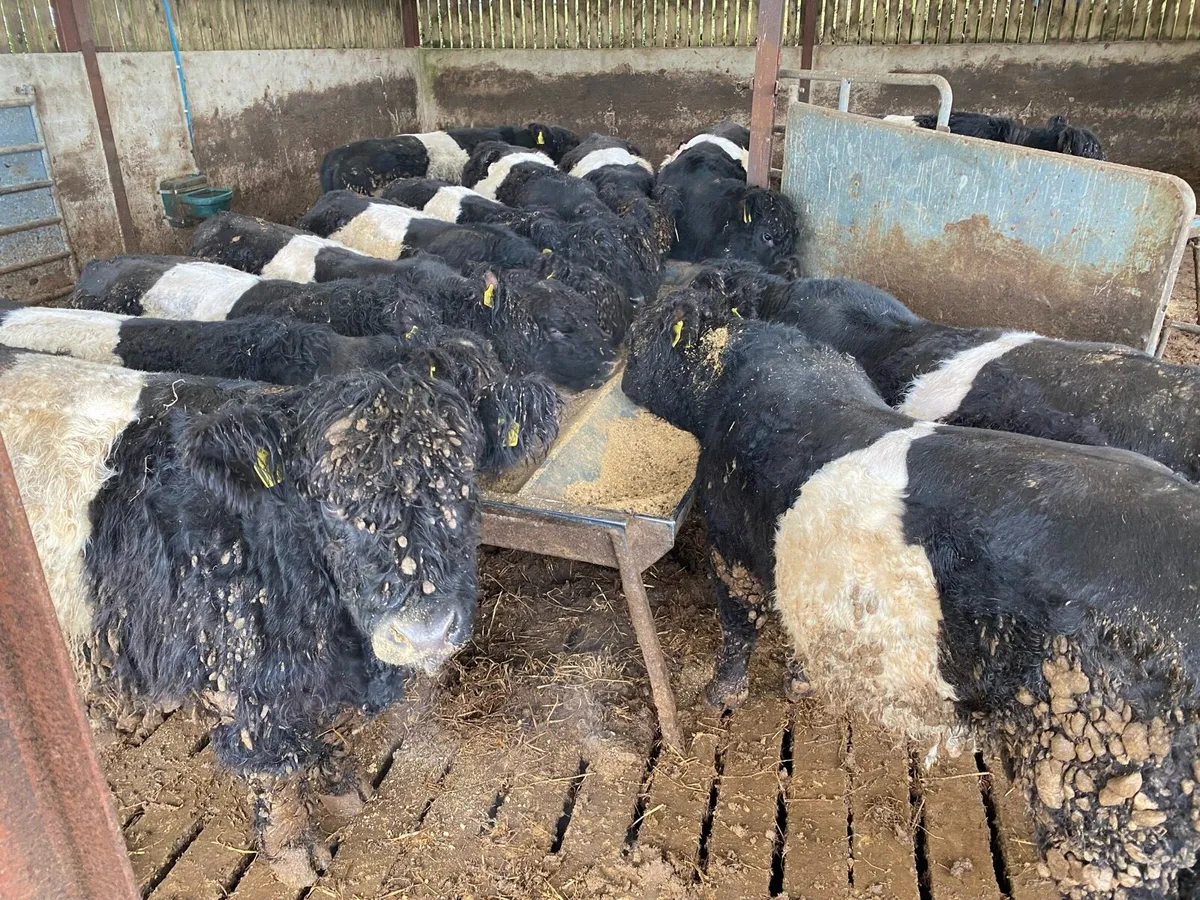 Belted Galloway bulls and bullocks - Image 4