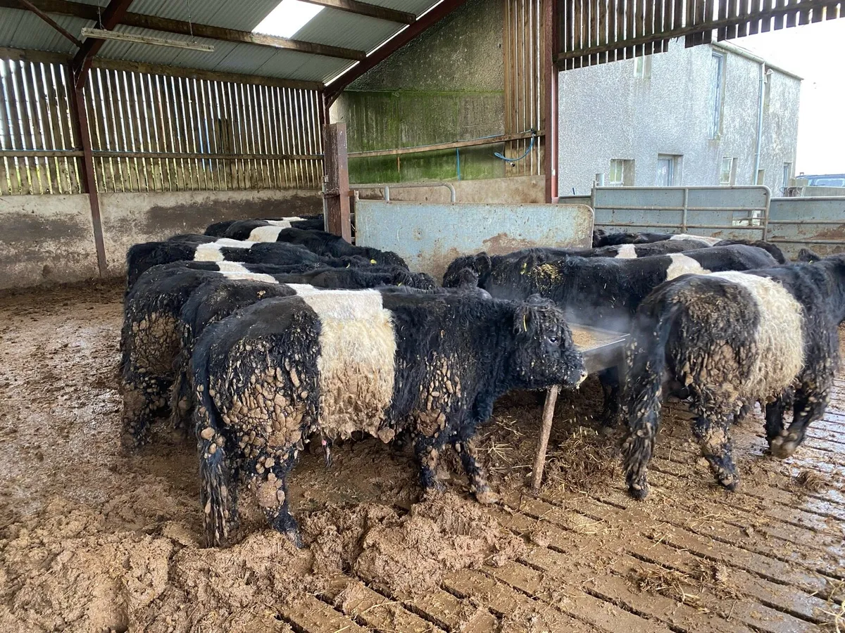 Belted Galloway bulls and bullocks - Image 2
