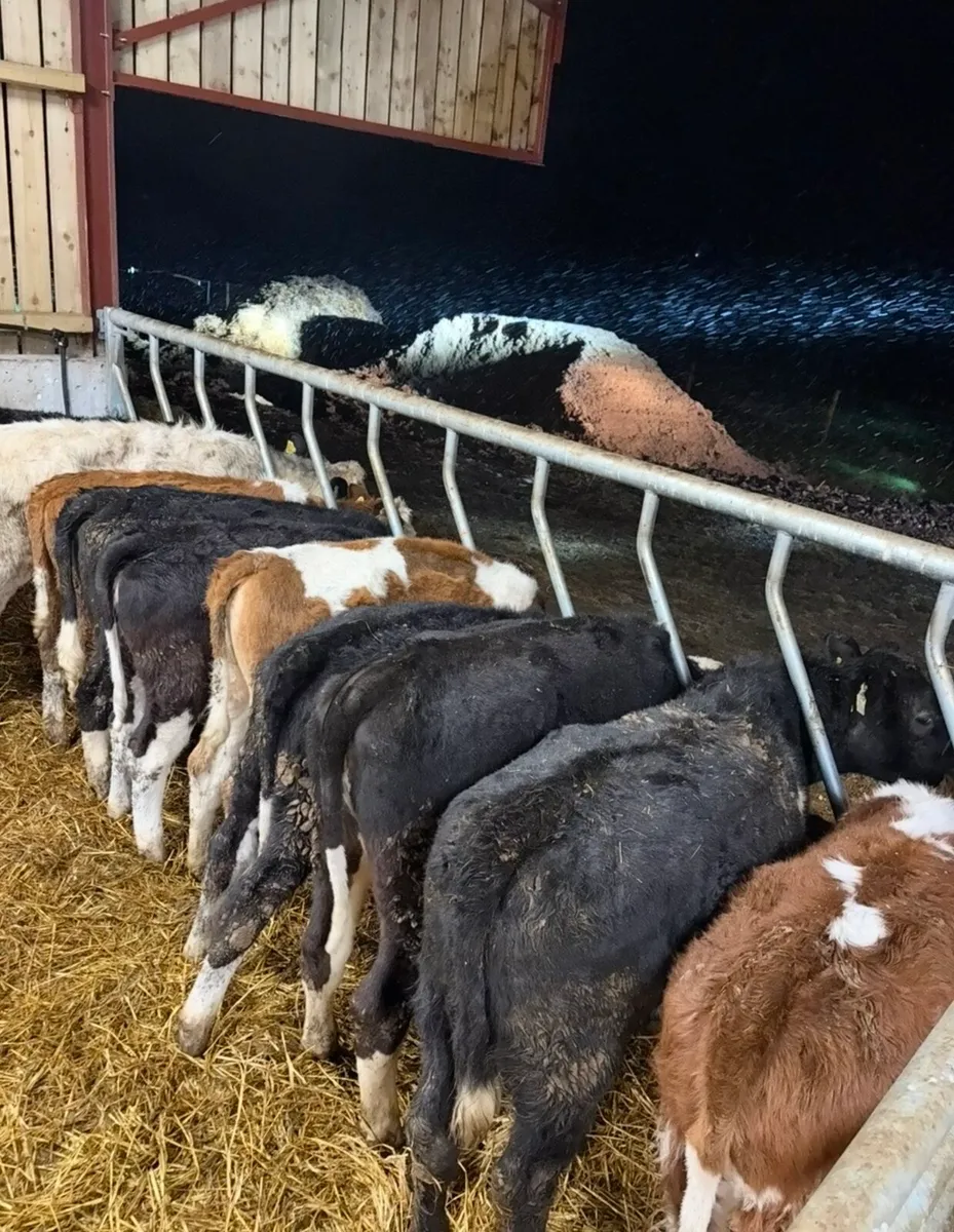 12 top quality 250kg Weanling heifers for sale - Image 1