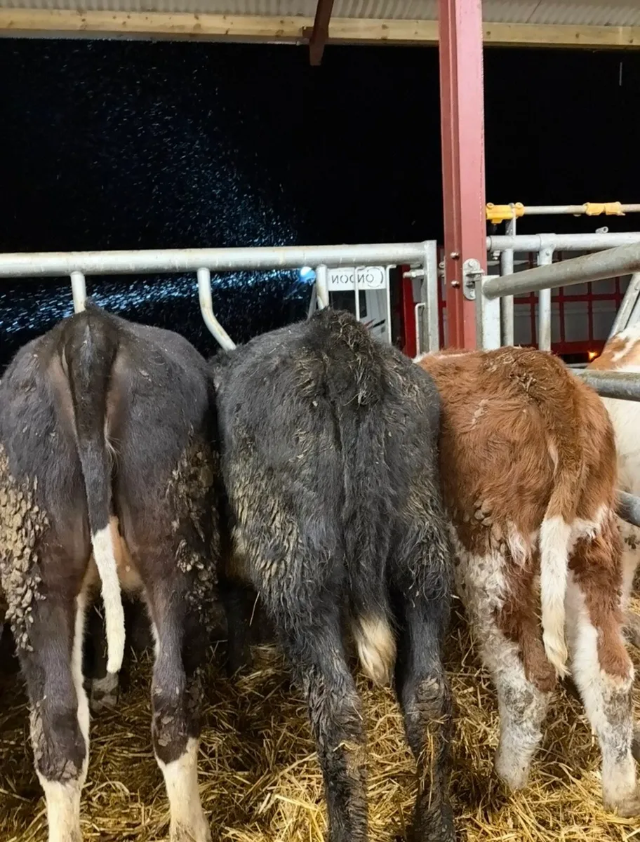 12 top quality 250kg Weanling heifers for sale - Image 3