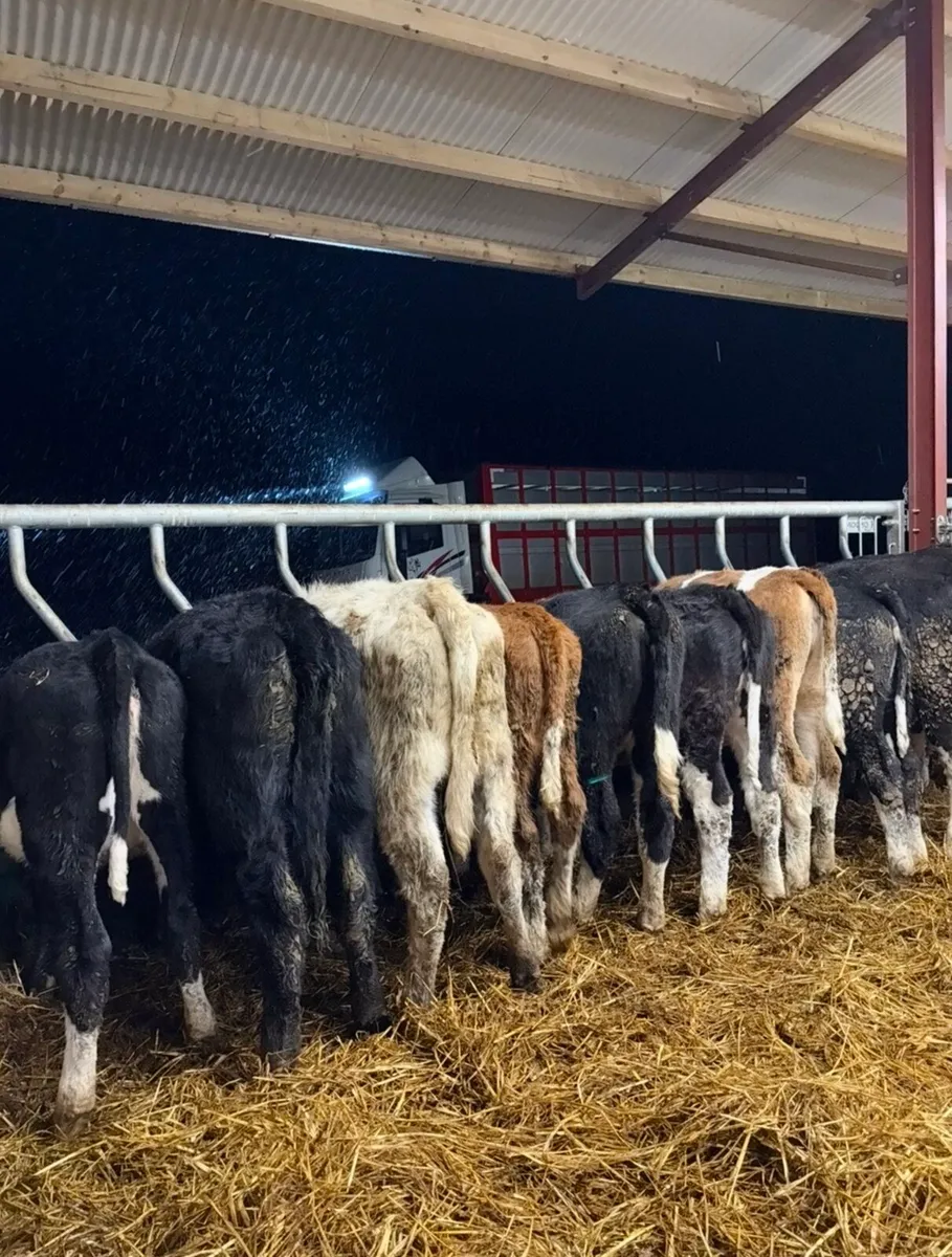 12 top quality 250kg Weanling heifers for sale - Image 4