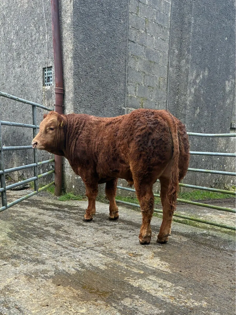 Pedigree Limousine Bull - Image 2