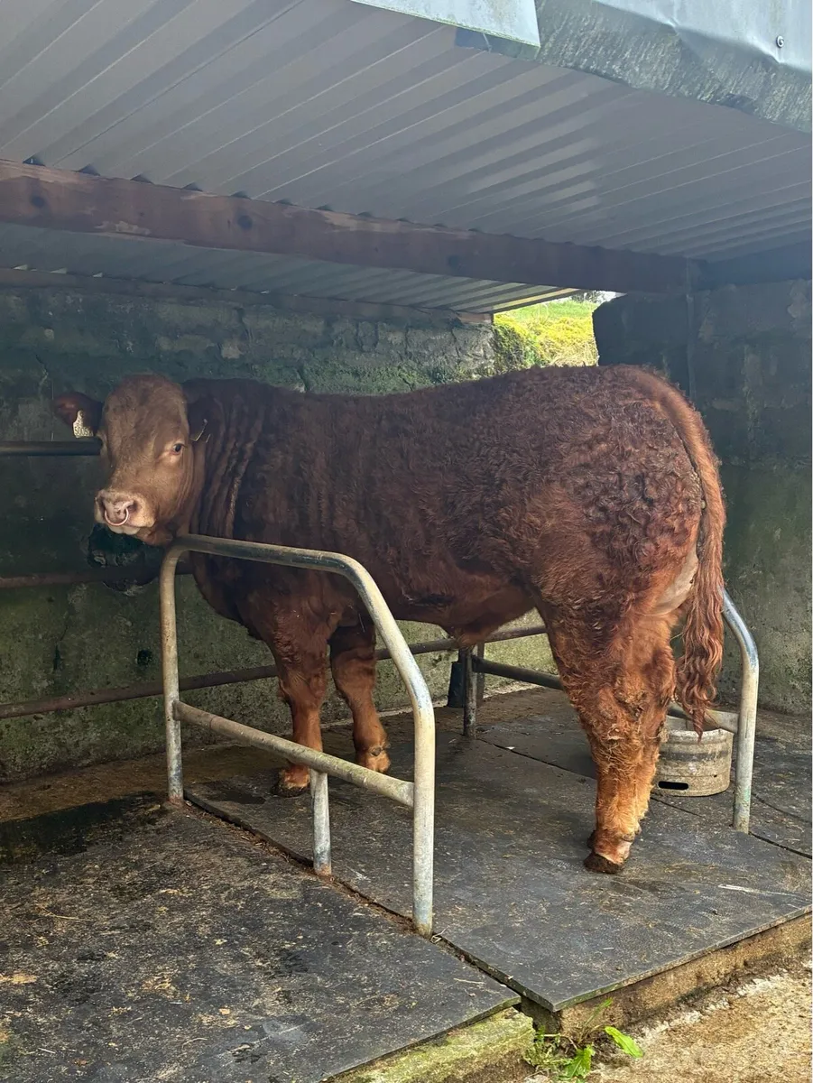 Pedigree Limousine Bull - Image 4