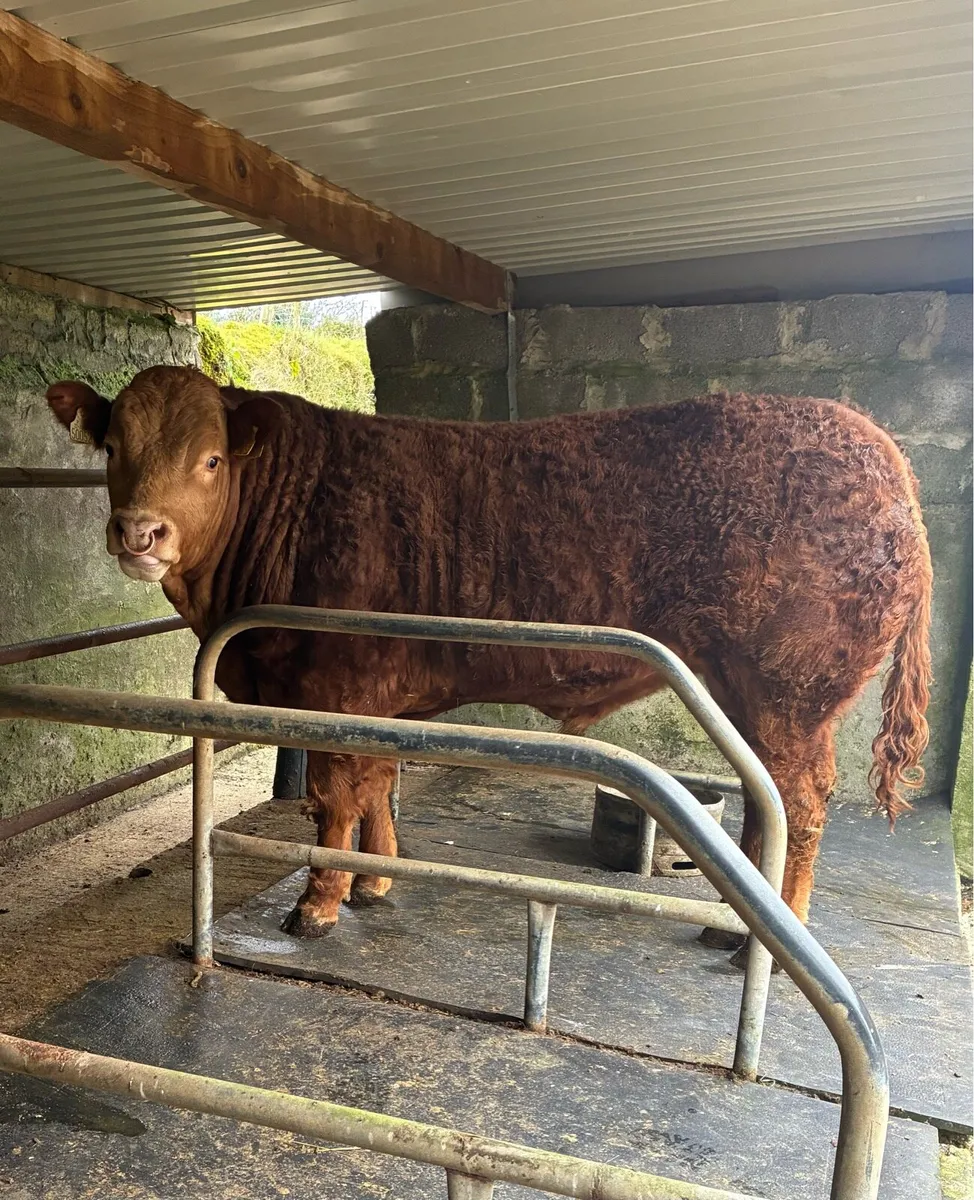 Pedigree Limousine Bull - Image 1