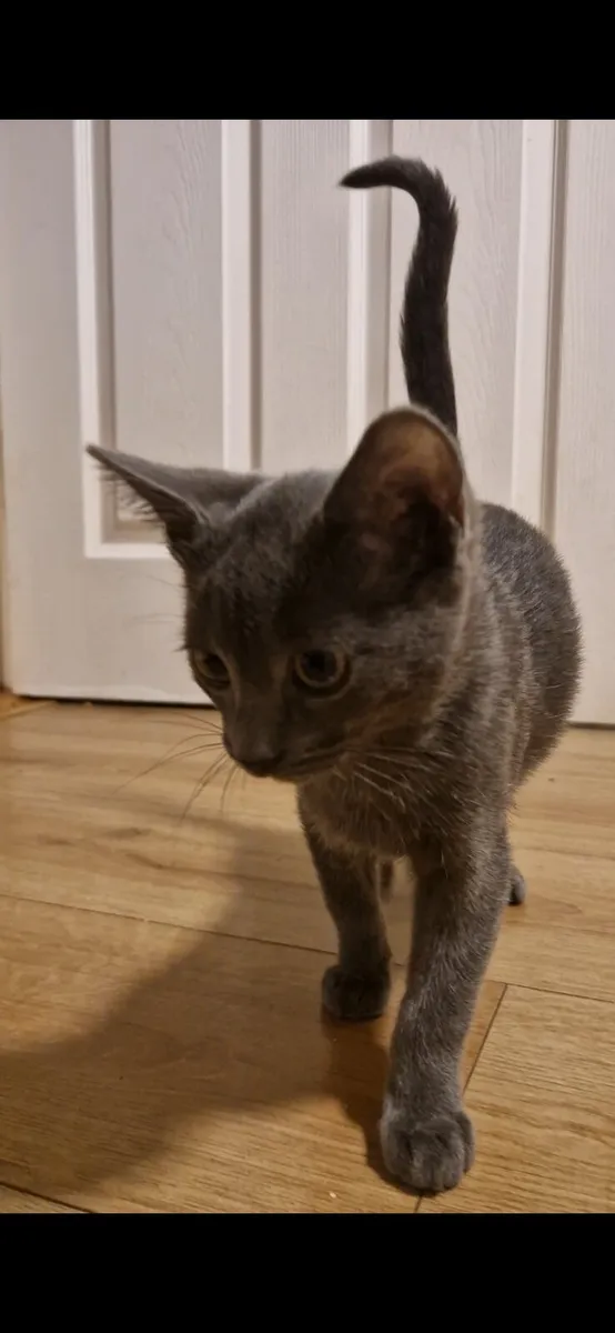 Kitten - Image 2
