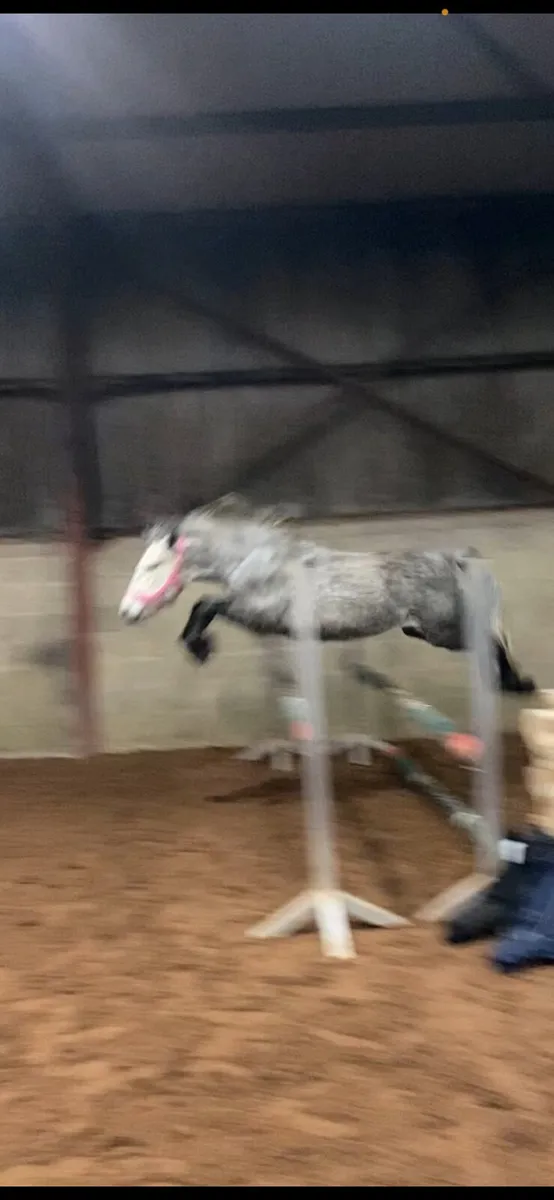 Connemara riding pony - Image 4
