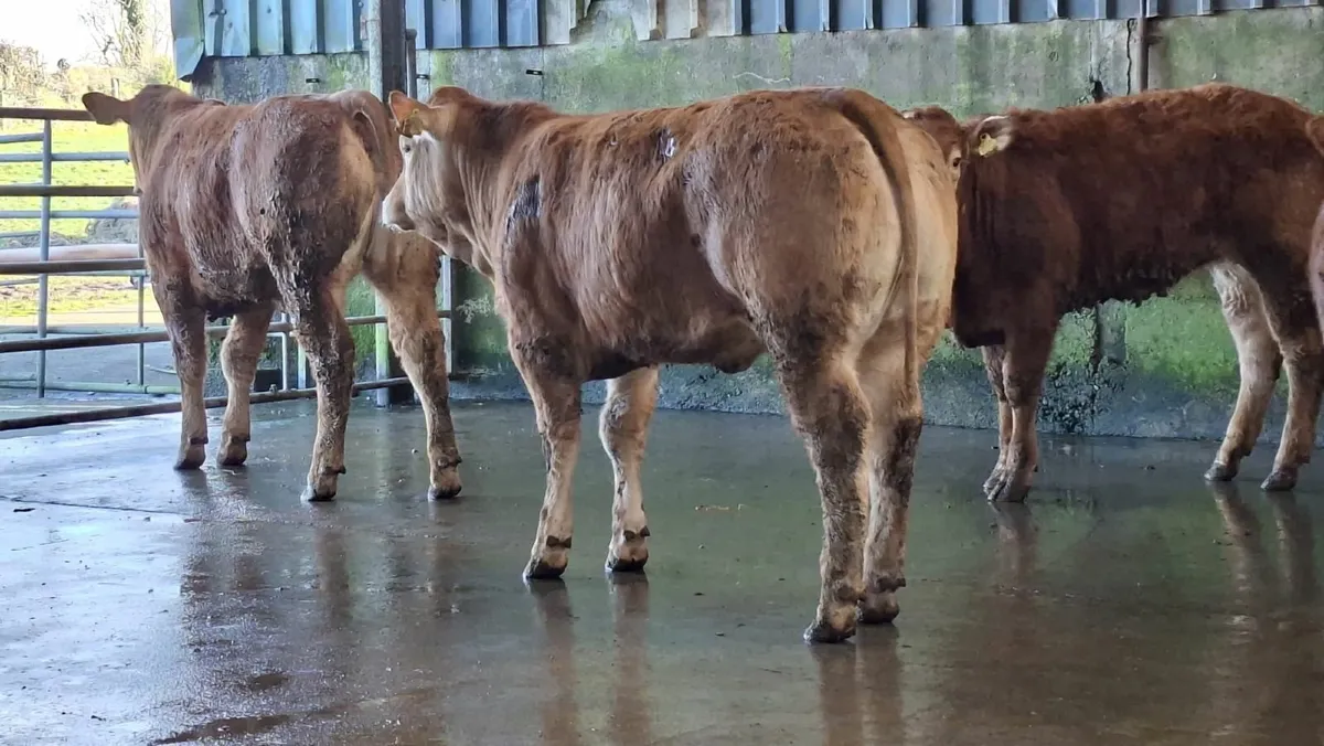 Super u grade lmx heifer's - Image 1