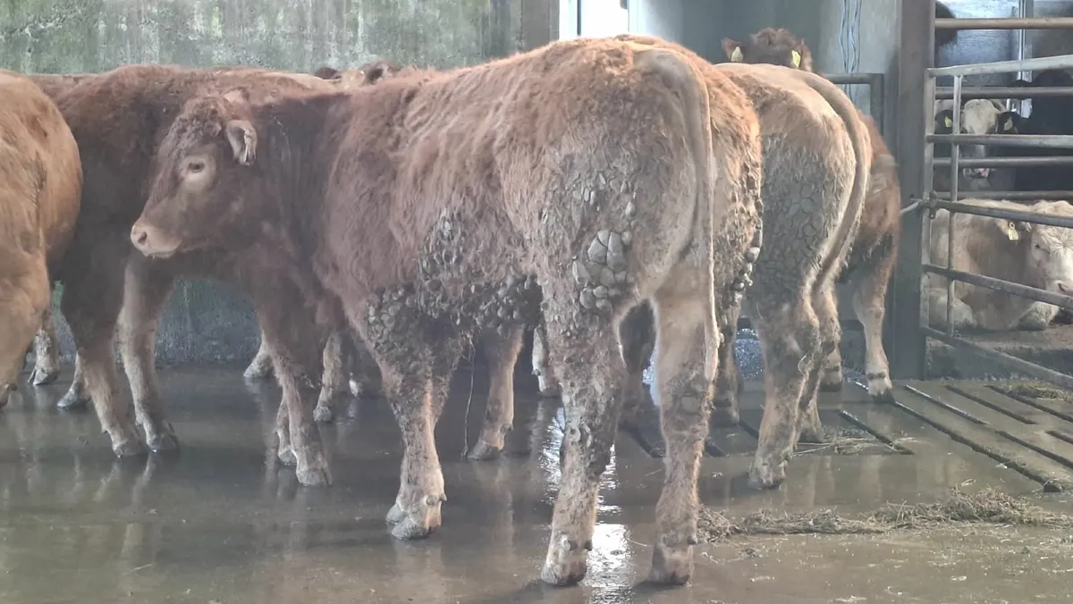 Super u grade lmx heifer's - Image 2