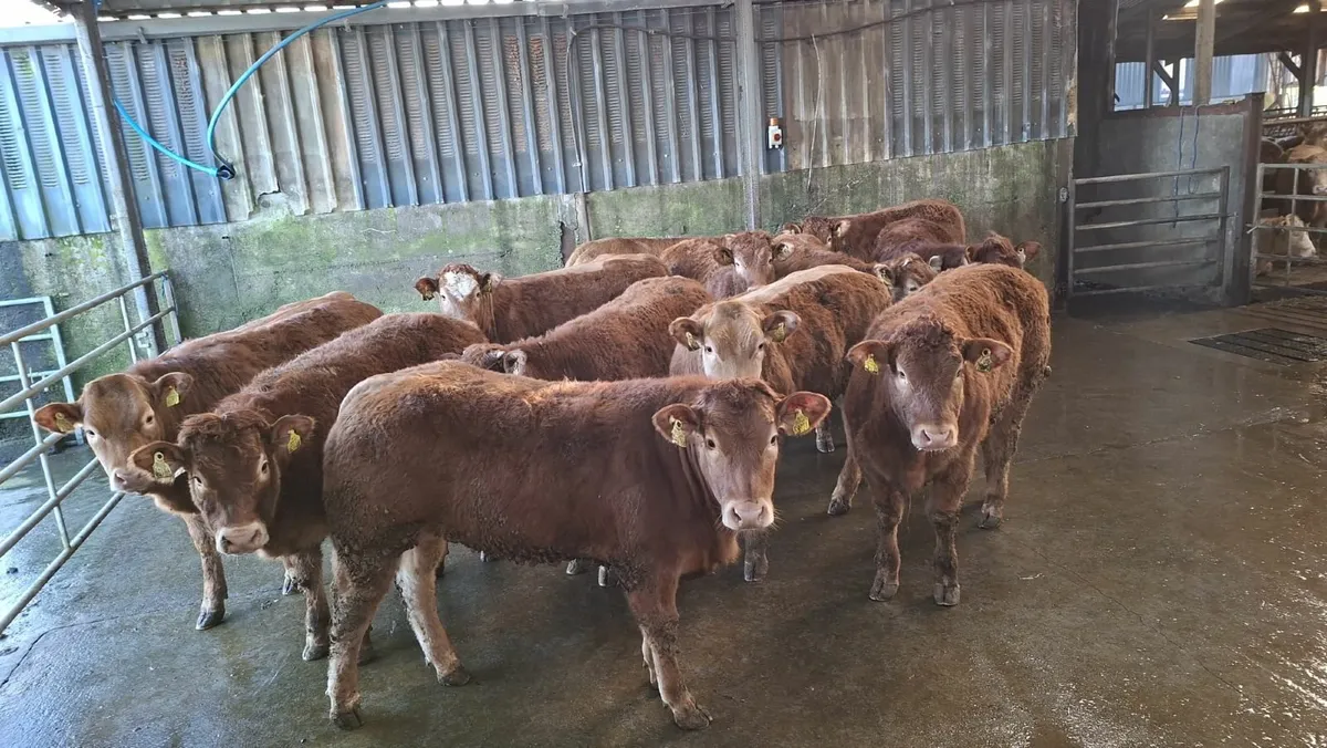 Super u grade lmx heifer's - Image 1