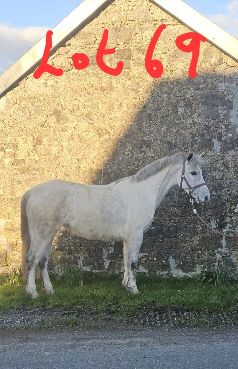 Lots 68 & 69 Friday 20th @ Clifden - Image 1