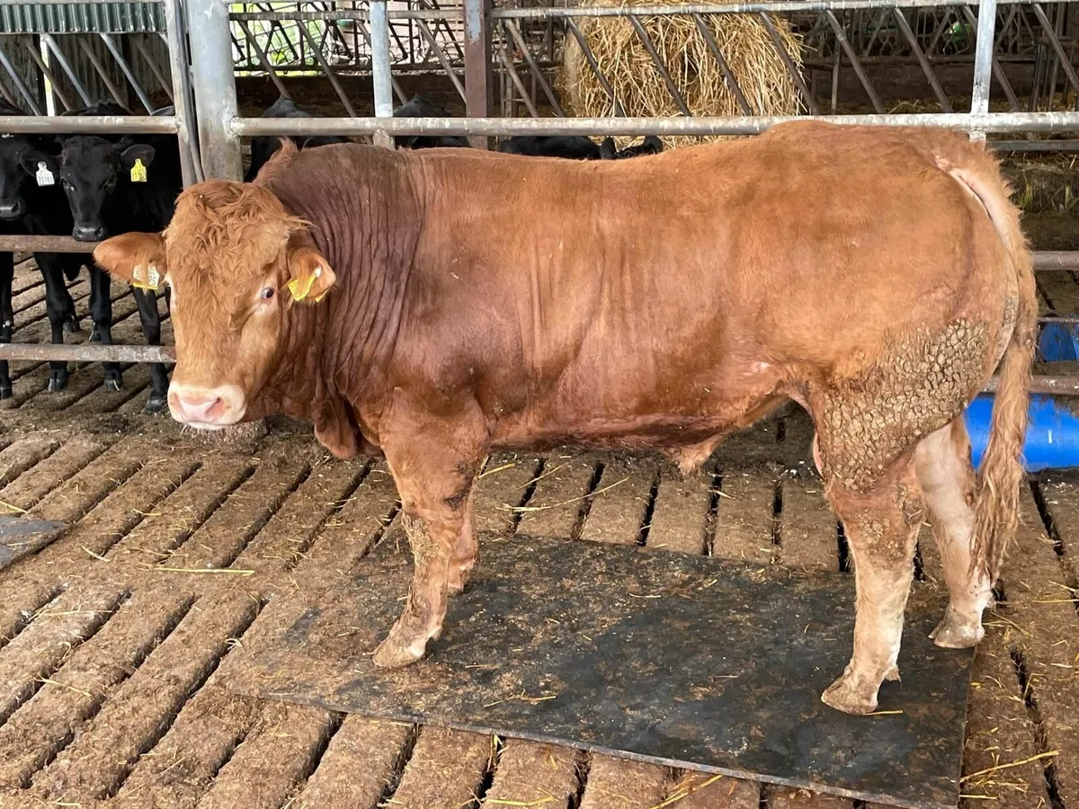 LIMOUSINE BULL FOR SALE MALLOW CORK - Image 2