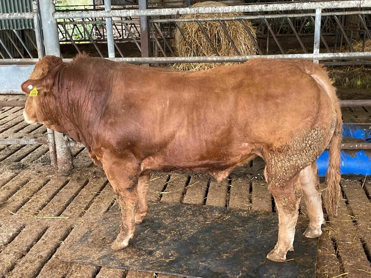 LIMOUSINE BULL FOR SALE MALLOW CORK - Image 1
