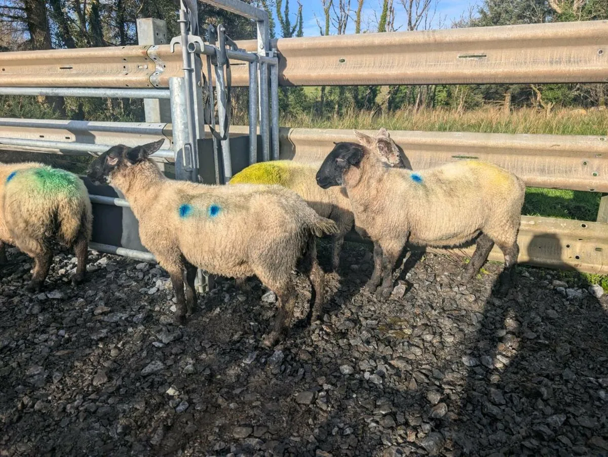 Inlamb hoggets - Image 1