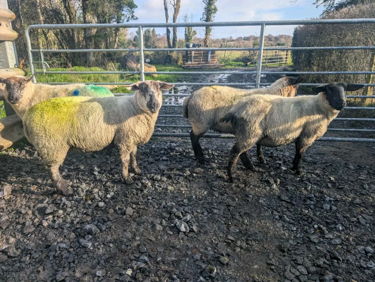 Inlamb hoggets - Image 2