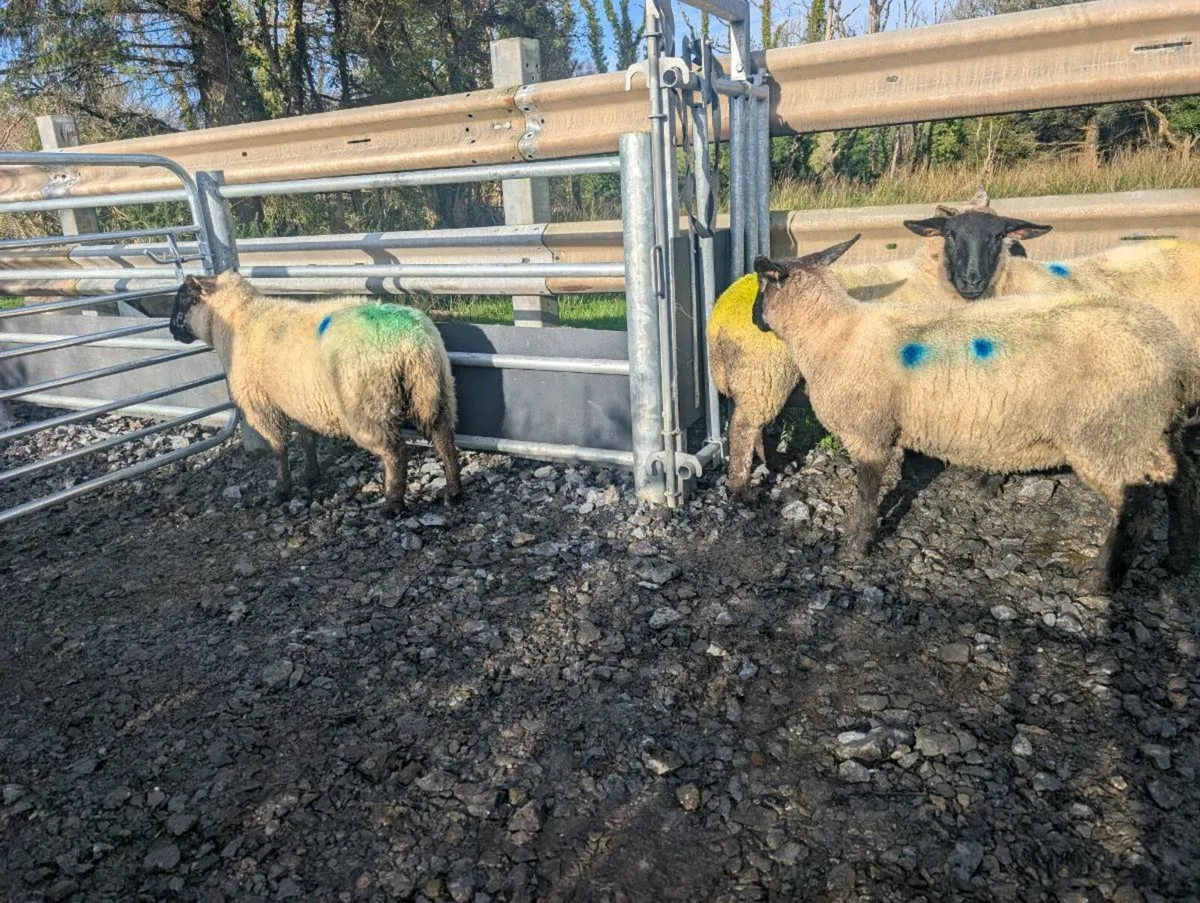 Inlamb hoggets - Image 3