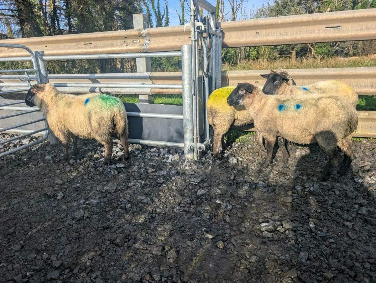 Inlamb hoggets - Image 4