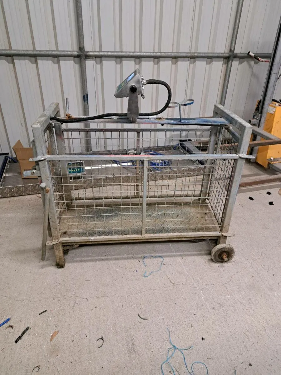 Sheep Scales - Image 4