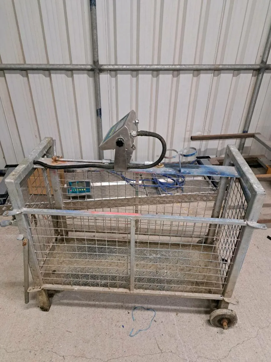 Sheep Scales - Image 1