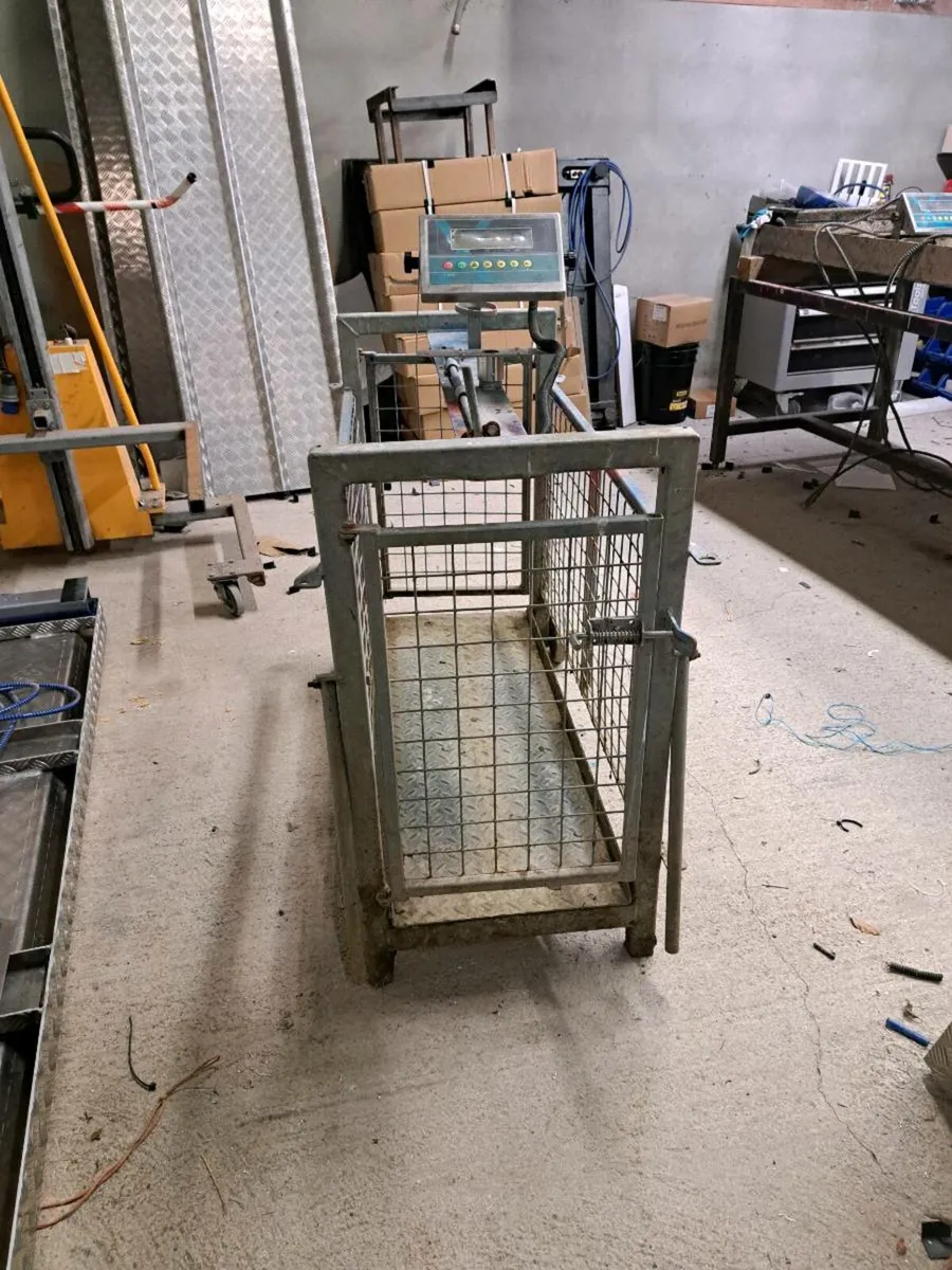 Sheep Scales - Image 3