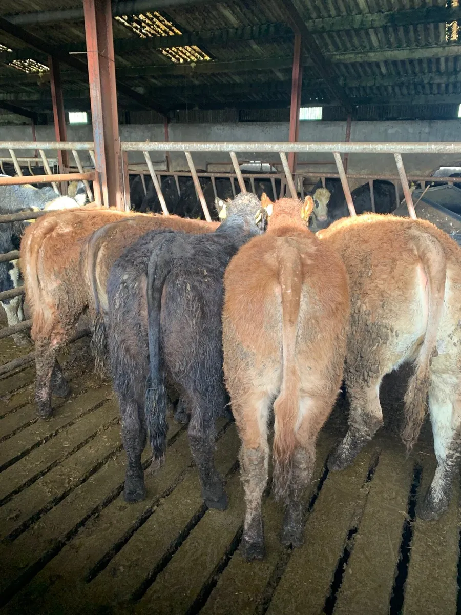 11 super Quality  LMX and Chx Heifers for sale - Image 3