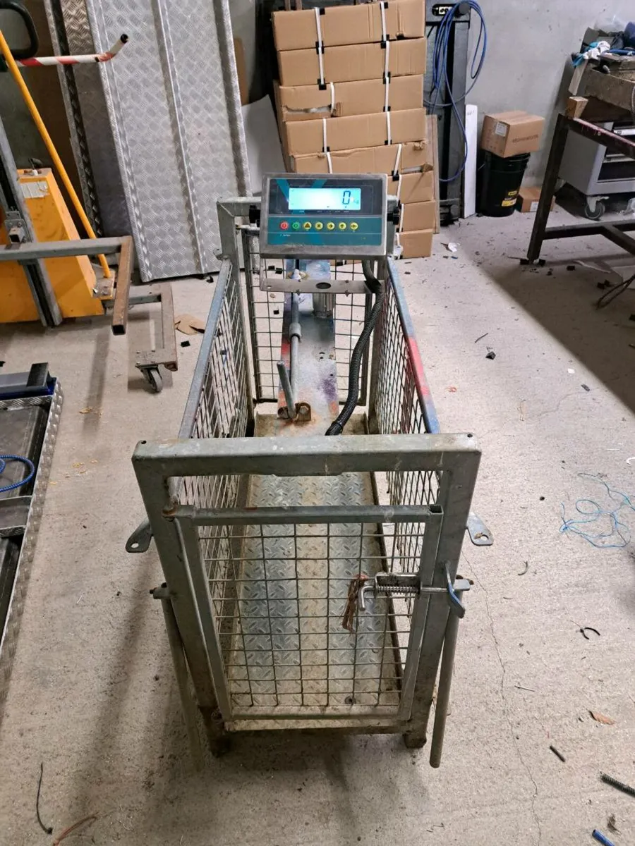 Sheep Scales - Image 2