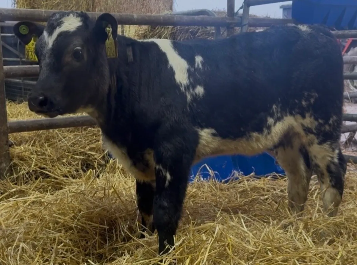 3 smashing AI bred BB heifer calves - Image 1
