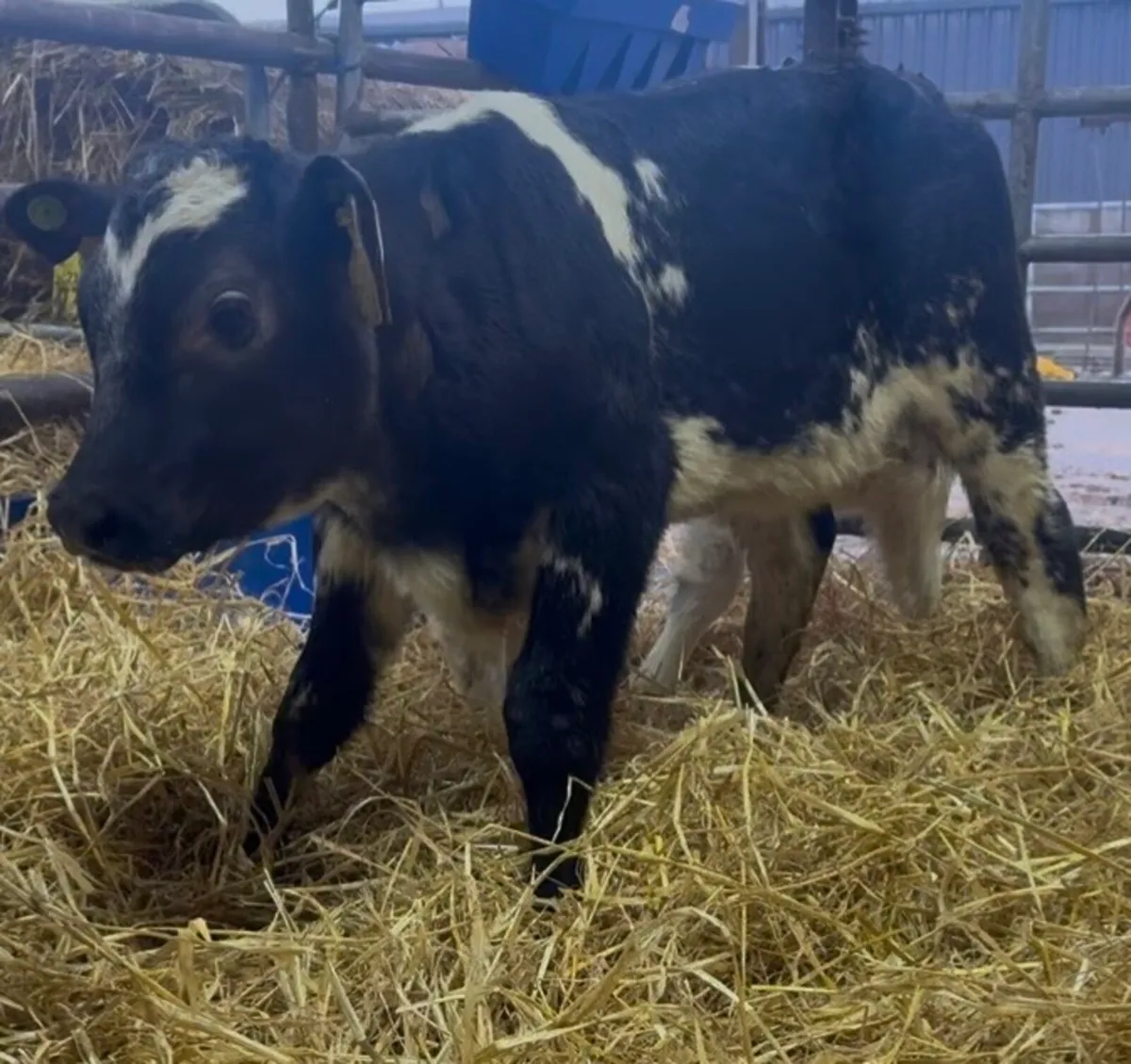 3 smashing AI bred BB heifer calves - Image 3
