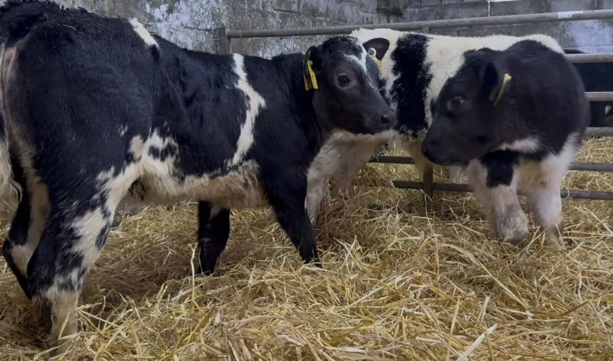 3 smashing AI bred BB heifer calves - Image 4