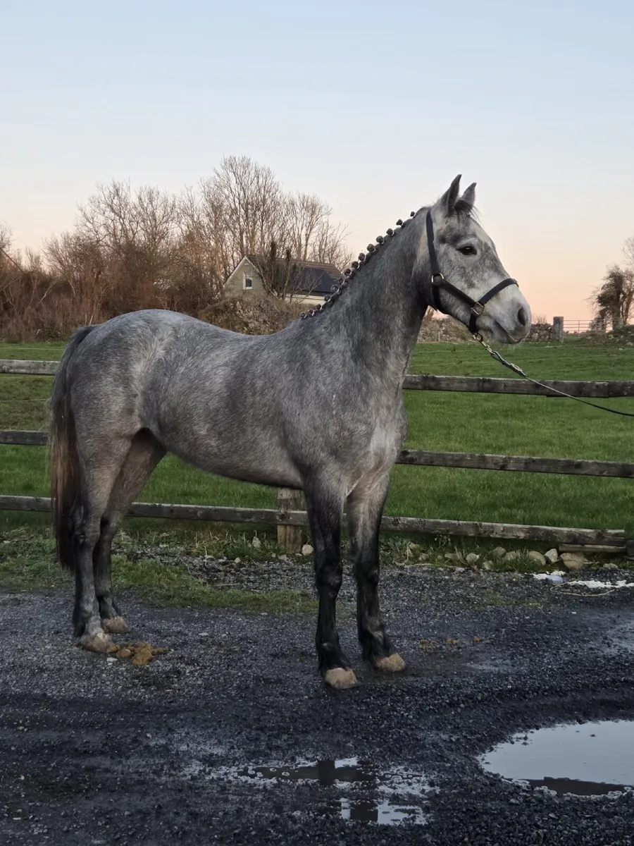 Connemara Pony - Image 1