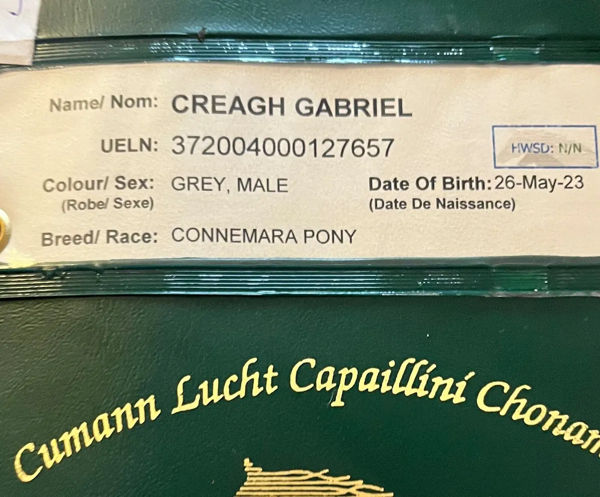 Connemara Pony - Image 4