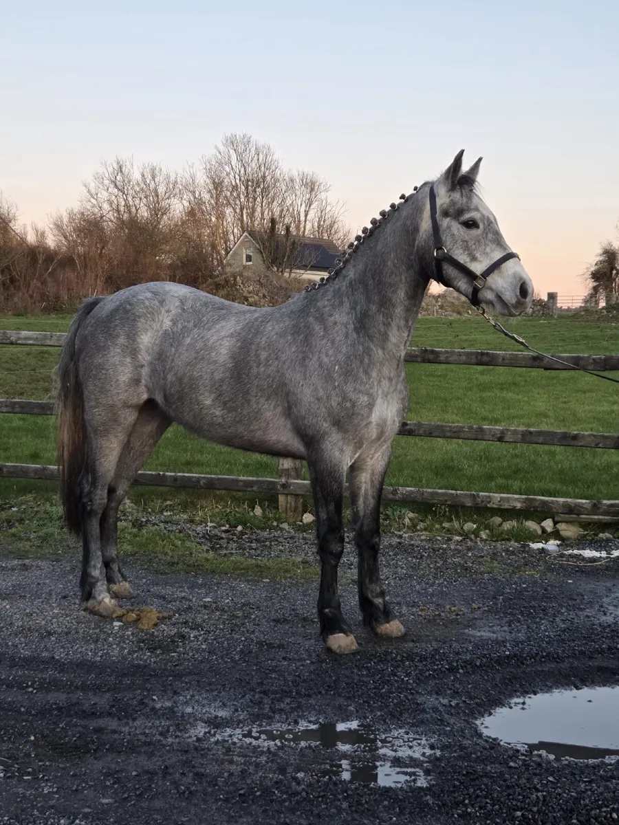 Connemara Pony - Image 2