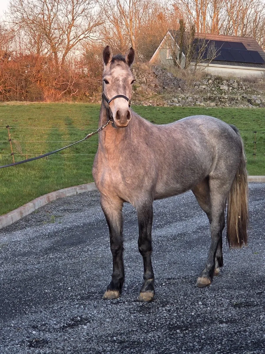 Connemara Pony - Image 3