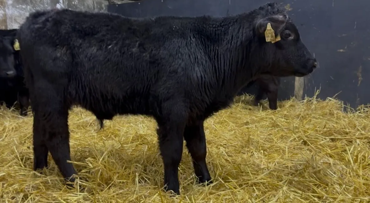 10 strong AA bull calves - Image 1