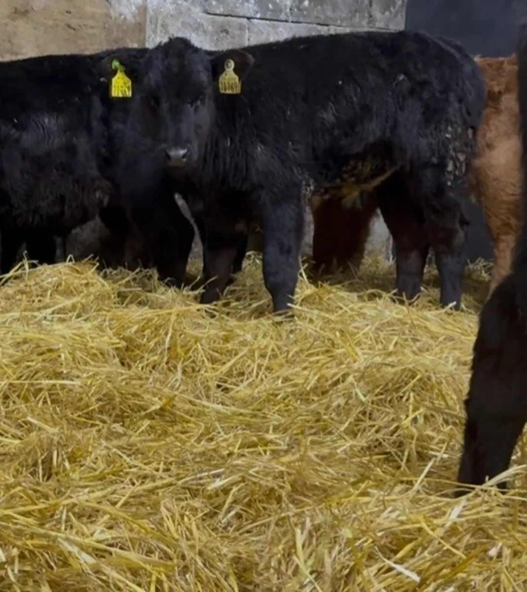10 strong AA bull calves - Image 3