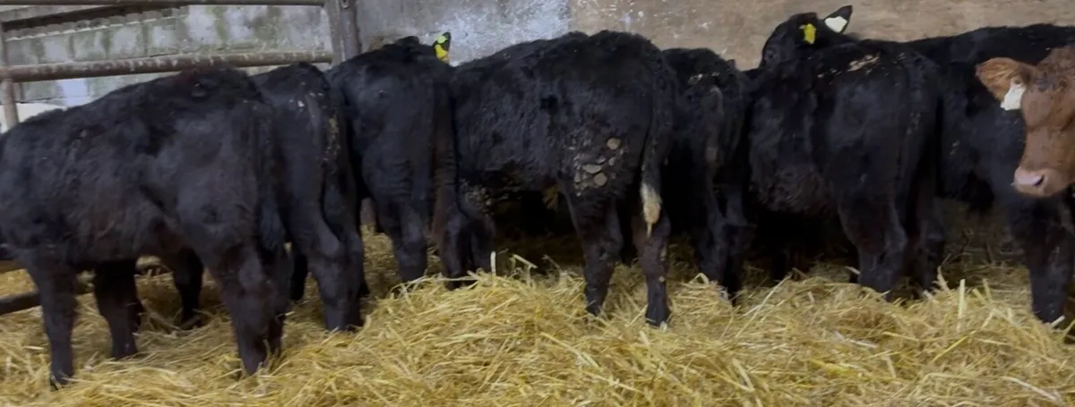 10 strong AA bull calves - Image 4